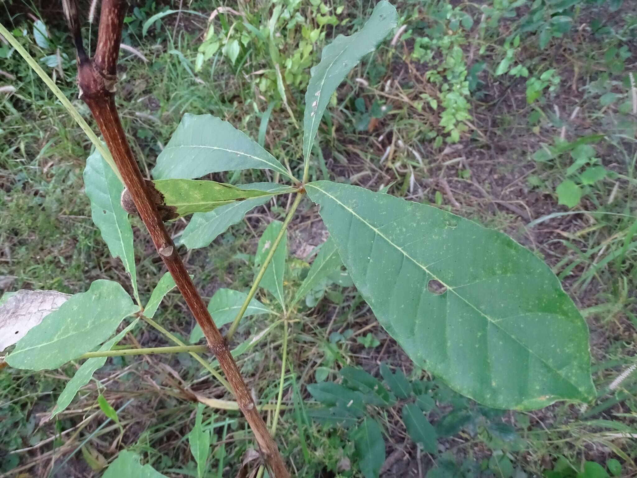 Image of black plum