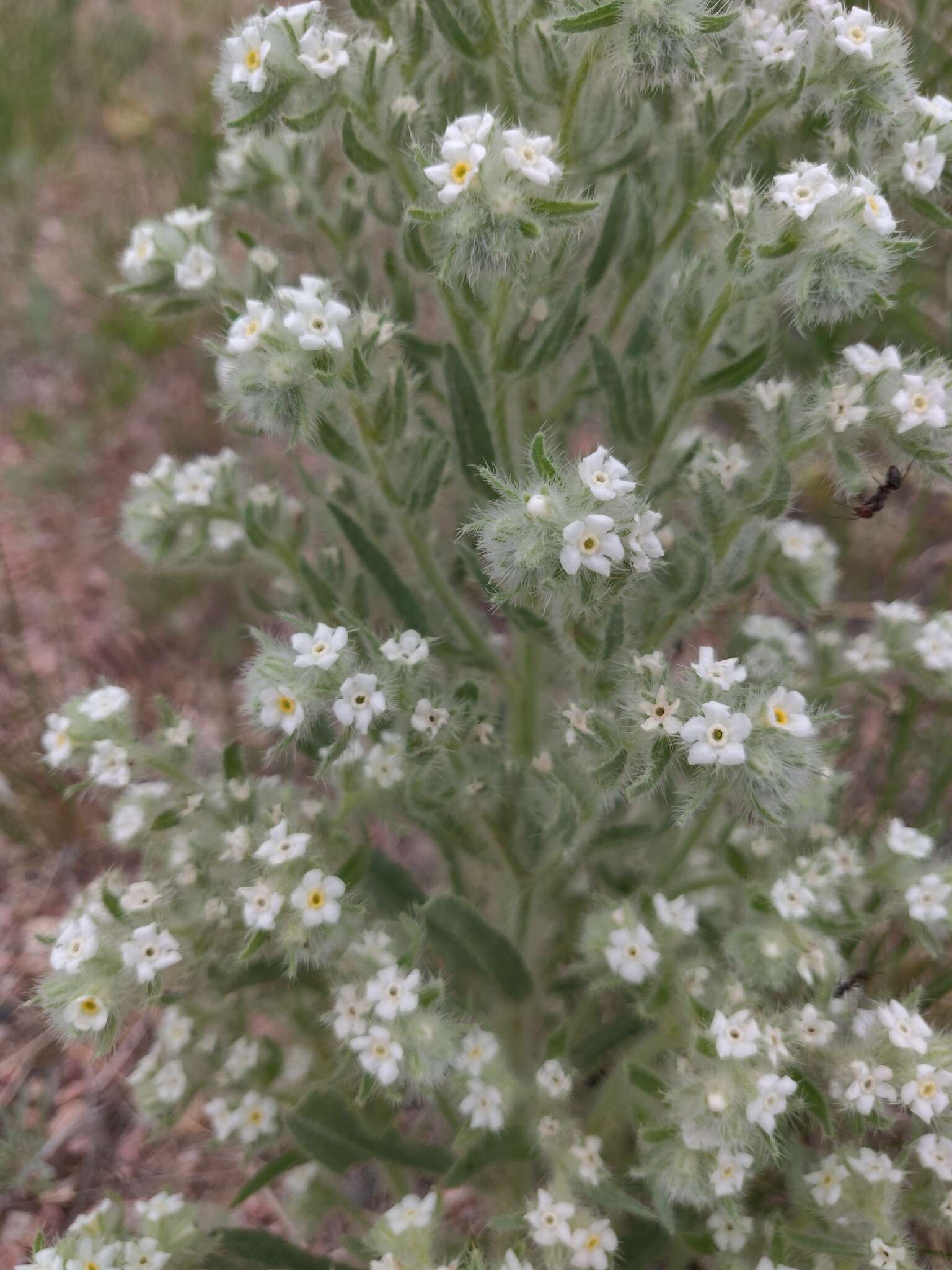 Image de Oreocarya thyrsiflora Greene