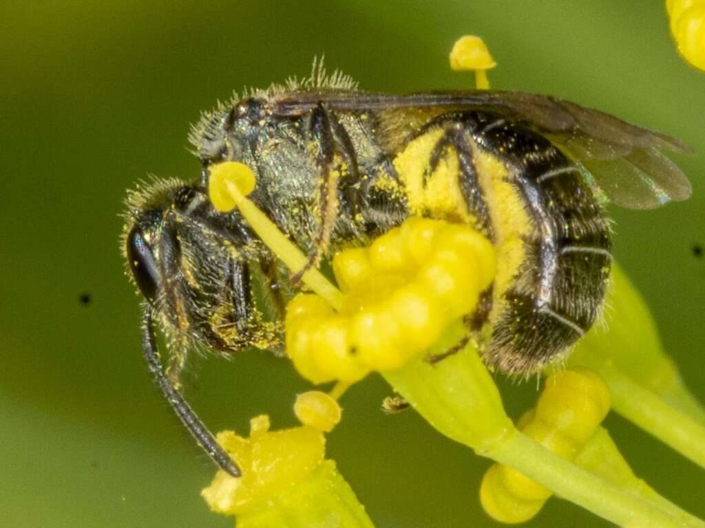 Lasioglossum sphecodoides (Smith 1853)的圖片