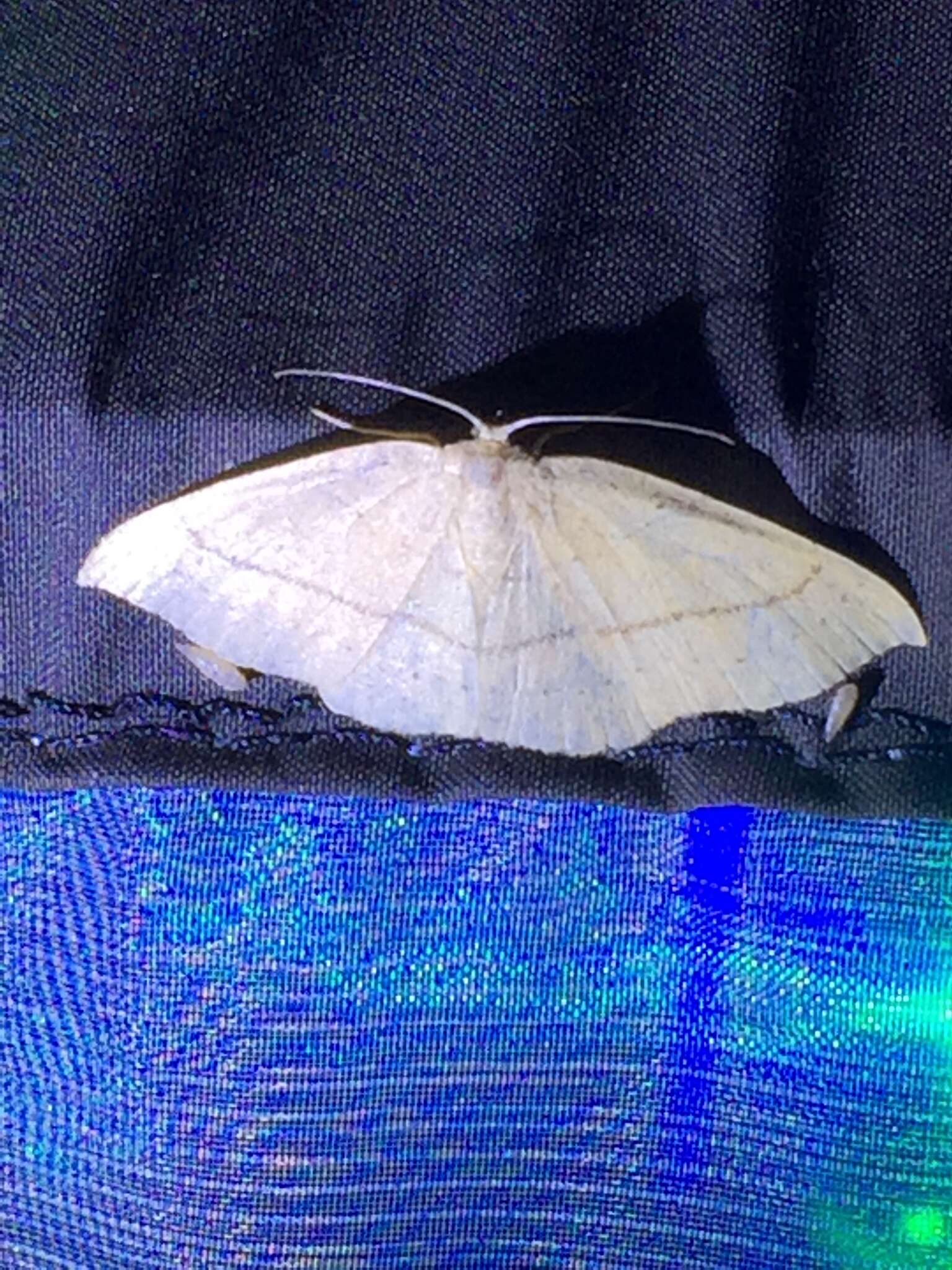 Cyclophora linearia Hübner 1798 resmi