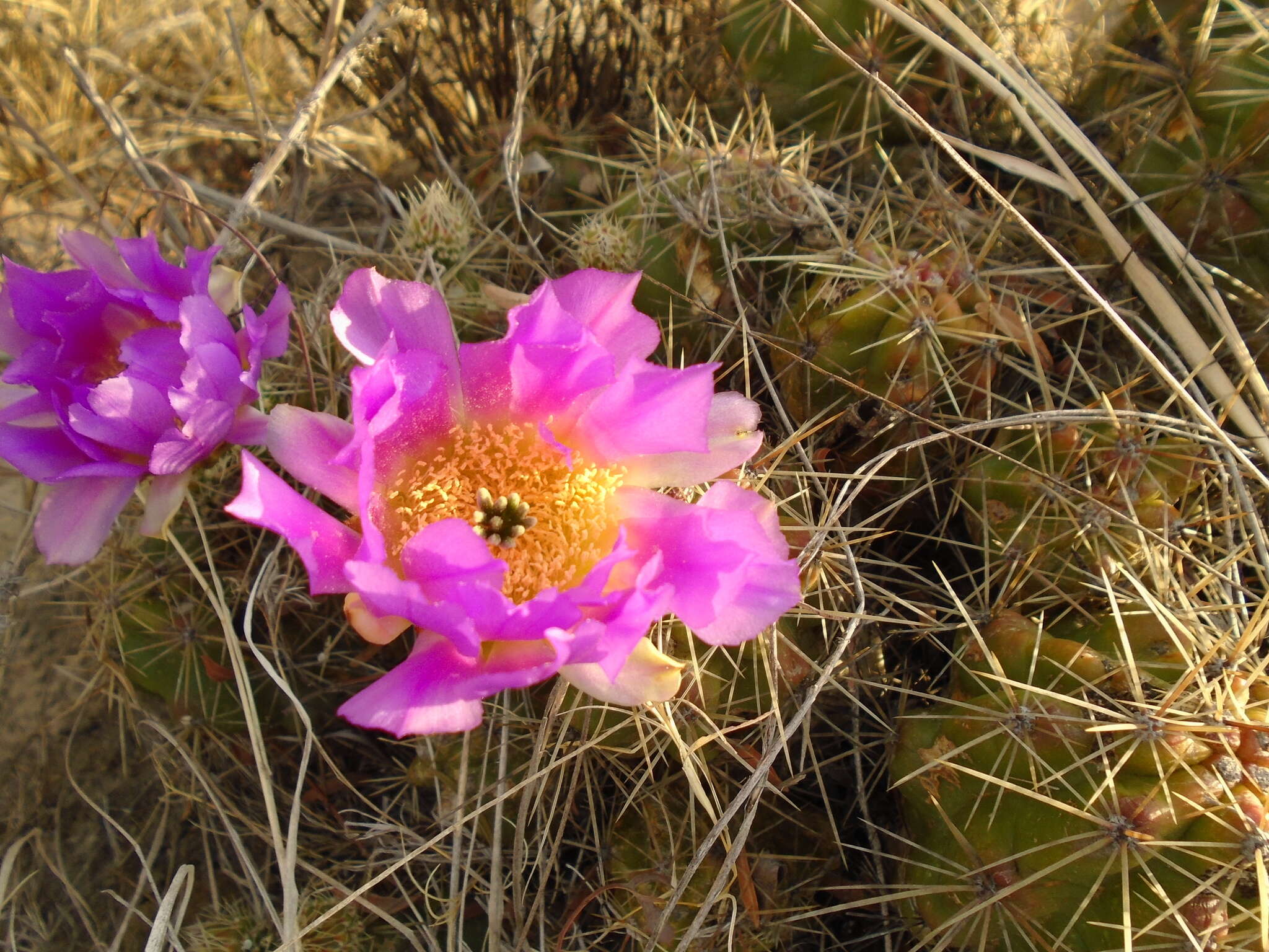 Image de Echinocereus cinerascens subsp. cinerascens