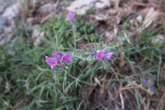 Image of Echium vulgare subsp. pustulatum (Sm.) E. Schmid & Gams