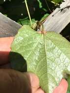 صورة Parthenocissus tricuspidata (Siebold & Zucc.) Planchon