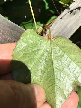 Parthenocissus tricuspidata (Siebold & Zucc.) Planchon resmi