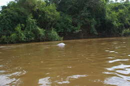 Image of Bolivian river dolphin