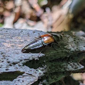 Image of Tachinus (Tachinus) fimbriatus Gravenhorst 1802