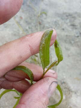 Image of Potamogeton angustifolius J. Presl