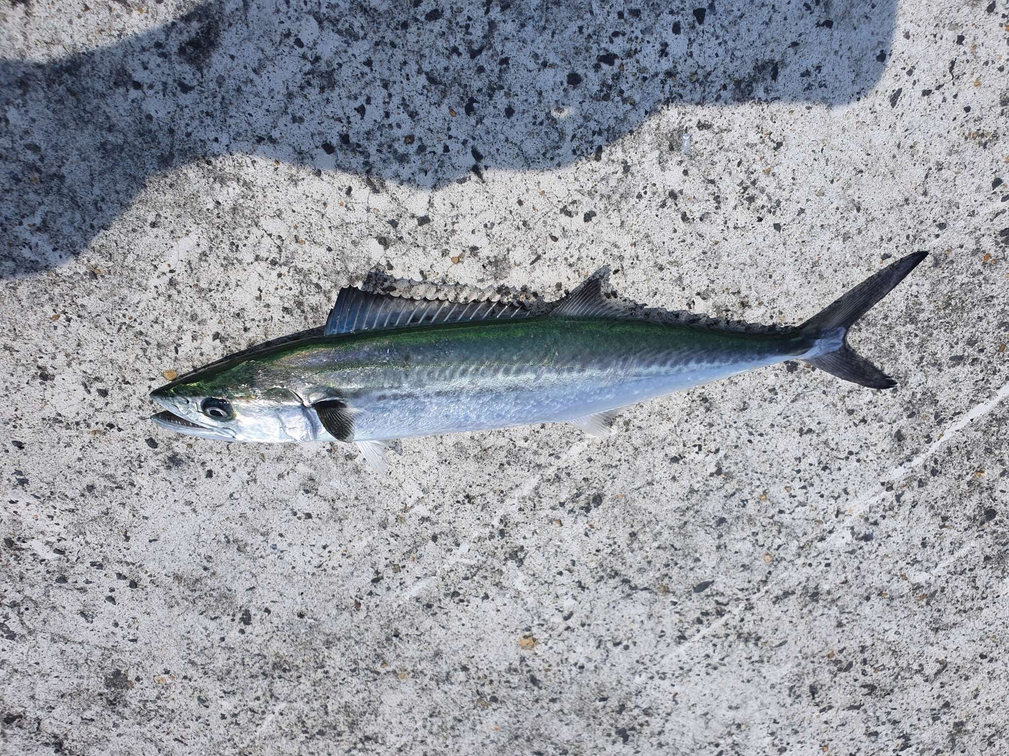 Image of Japanese Seerfish