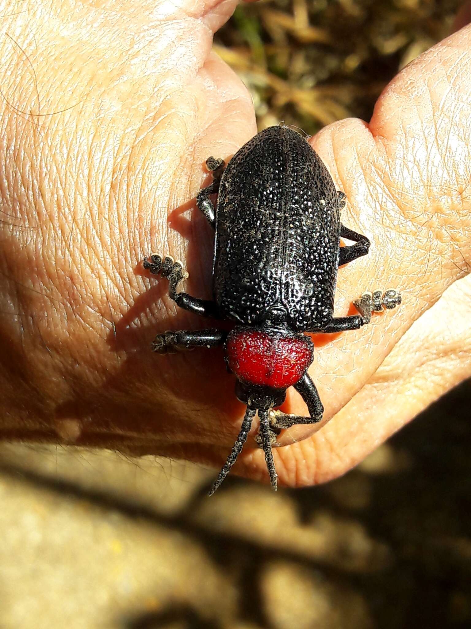 Image of Coraliomela brunnea (Thunberg 1821)