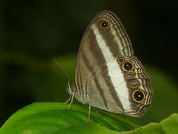 Imagem de Euptychoides albofasciata Hewitson 1869