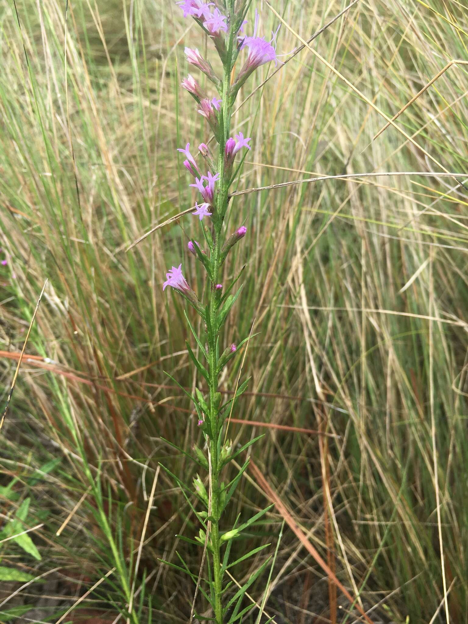 Image of Sandhill's blazing star