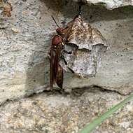 Image of Polistes veracrucis Richards 1978