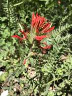 Image of Castilleja martini var. clokeyi