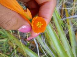 Image of Stenomesson aurantiacum (Kunth) Herb.