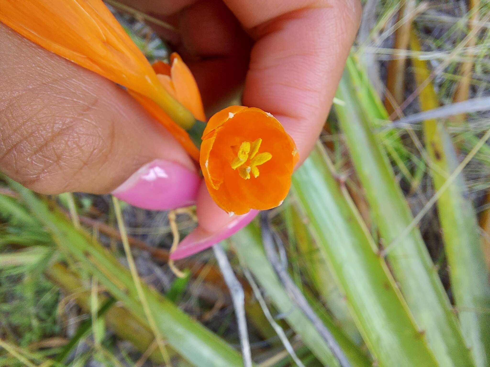 Sivun Stenomesson aurantiacum (Kunth) Herb. kuva