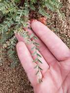 Image of freckled milkvetch