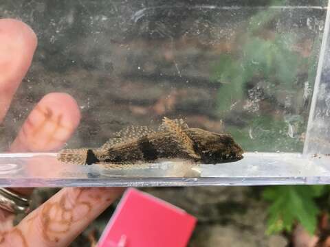 Image of Banded Sculpin