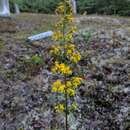 Image of downy goldenrod