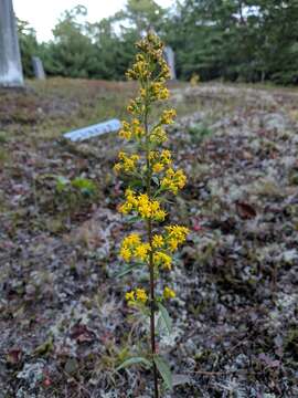 Image of downy goldenrod