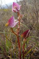 Disa spathulata subsp. tripartita (Lindl.) H. P. Linder resmi