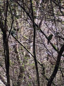 Image of Yellow-crowned Kakariki