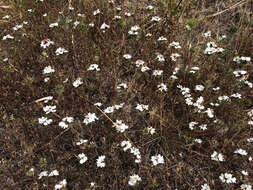 Image of sticky western rosinweed