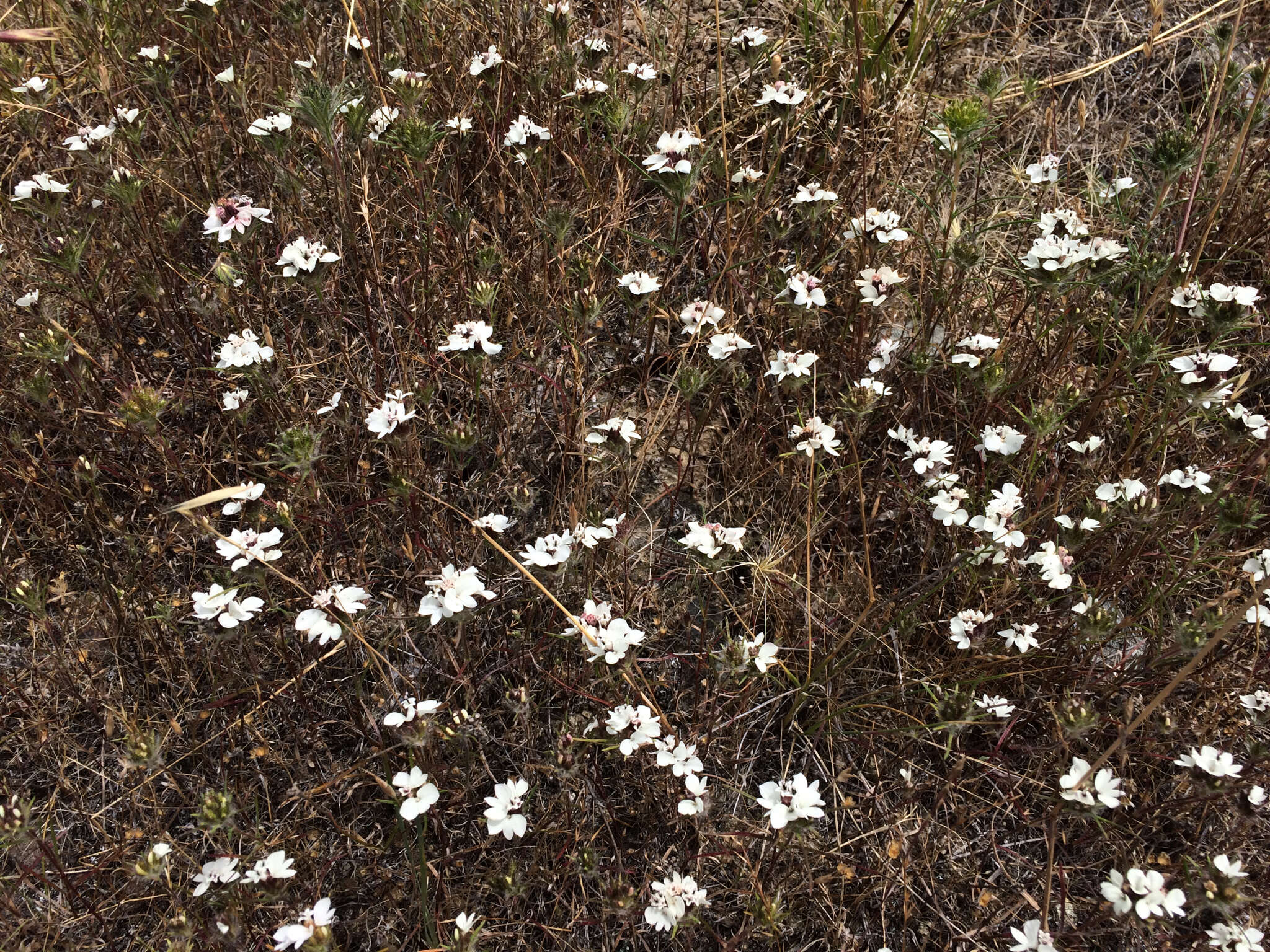 Image of sticky western rosinweed