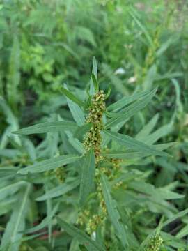 Rumex palustris Sm. resmi