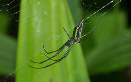 Leucauge undulata (Vinson 1863) resmi