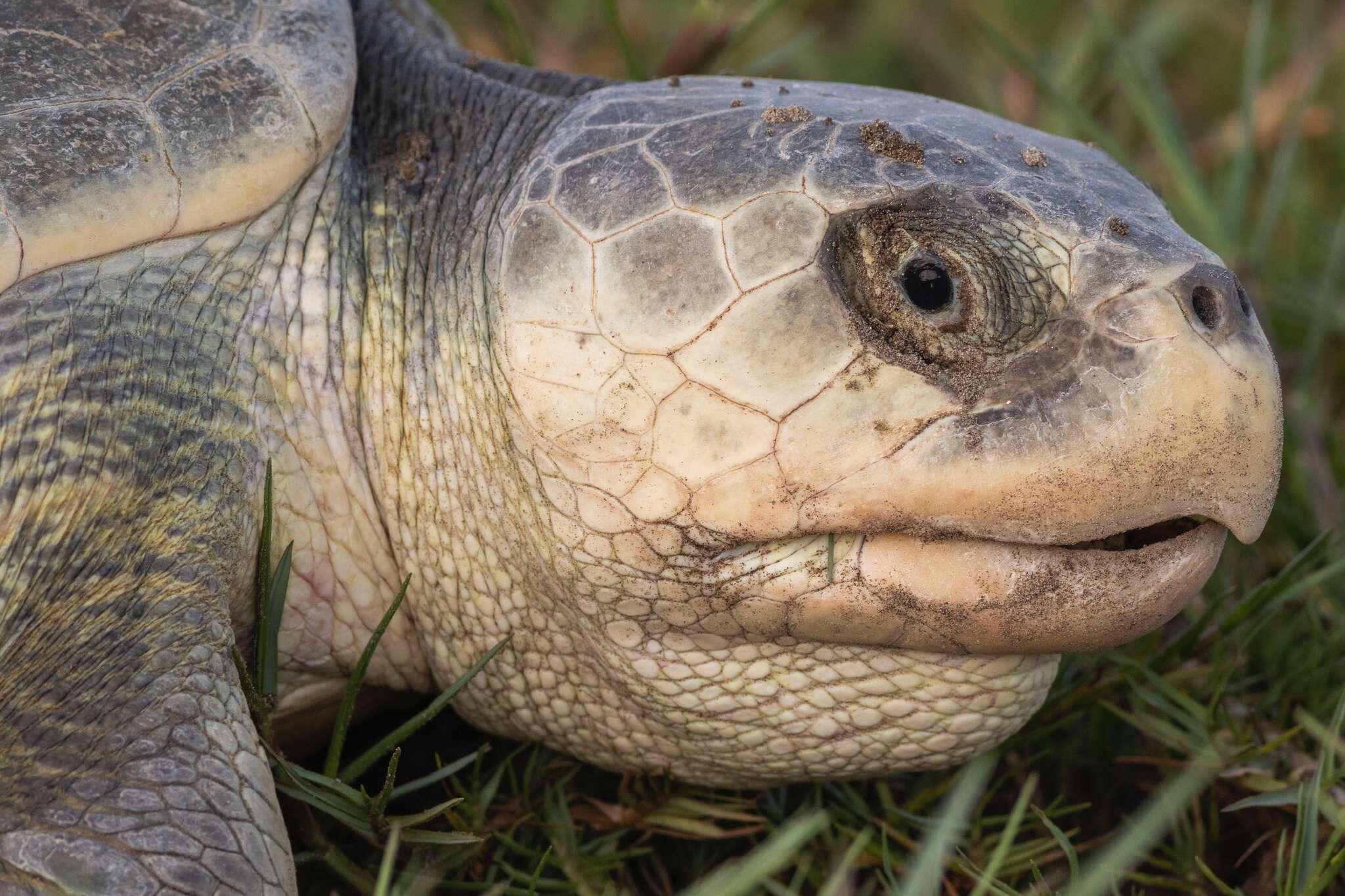 Image of Ridley sea turtles