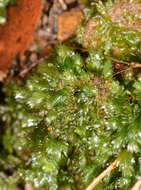 Fissidens oblongifolius var. oblongifolius resmi