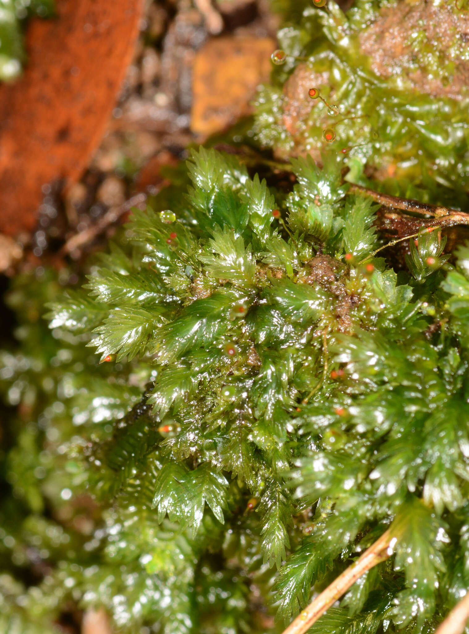 Fissidens oblongifolius var. oblongifolius的圖片