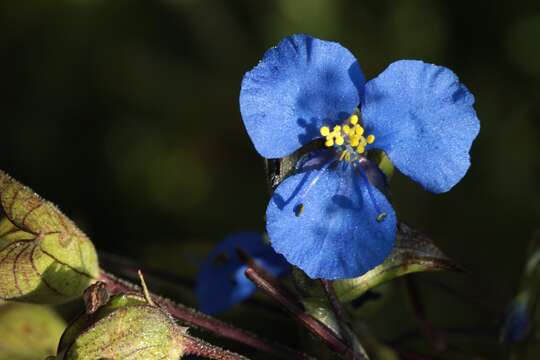 Image of commelina