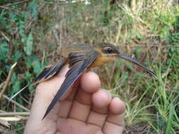 Phaethornis philippii (Bourcier 1847) resmi