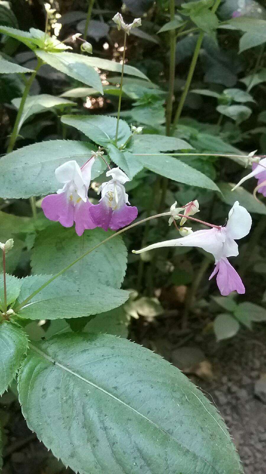 克什米尔凤仙花的圖片