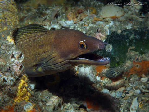 Image of Brown Conger