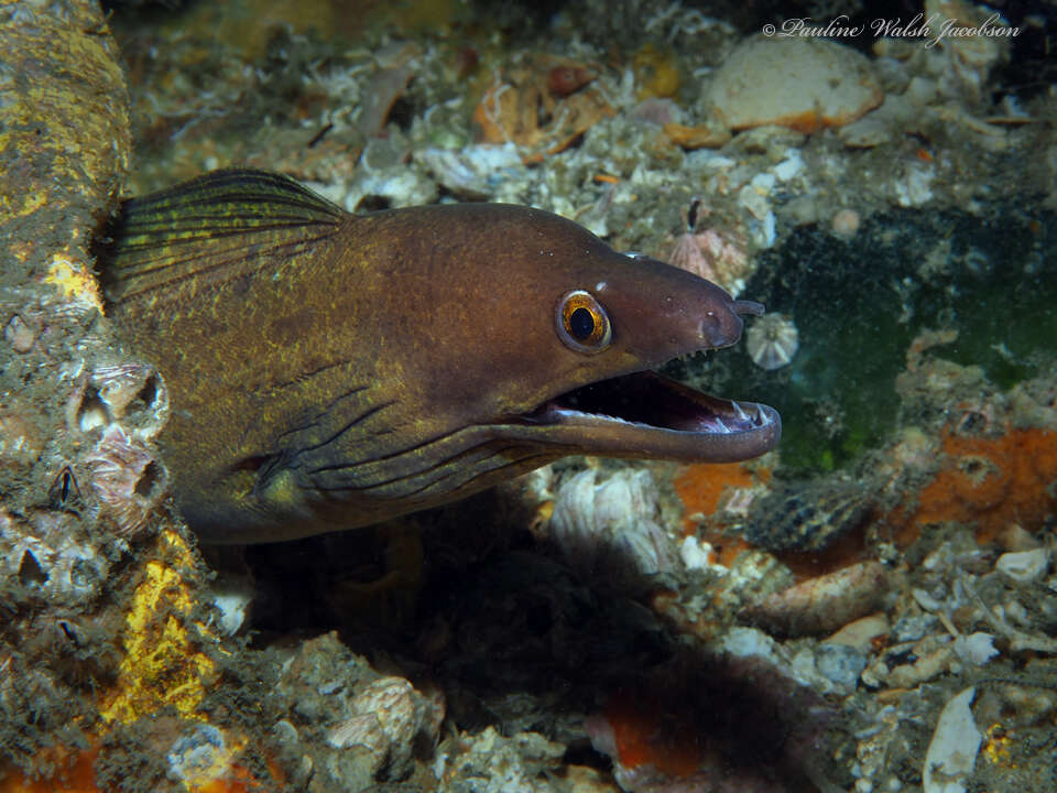 Слика од Gymnothorax vicinus (Castelnau 1855)