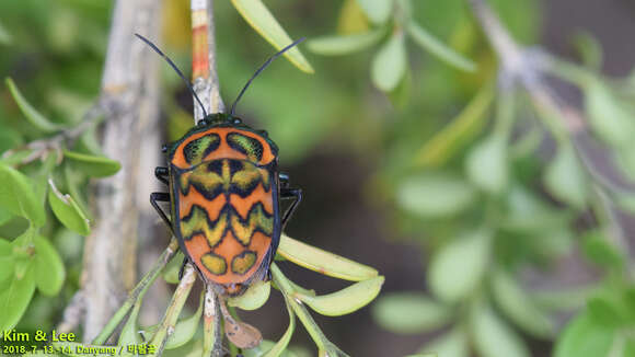 Image of Poecilocoris Dallas 1848