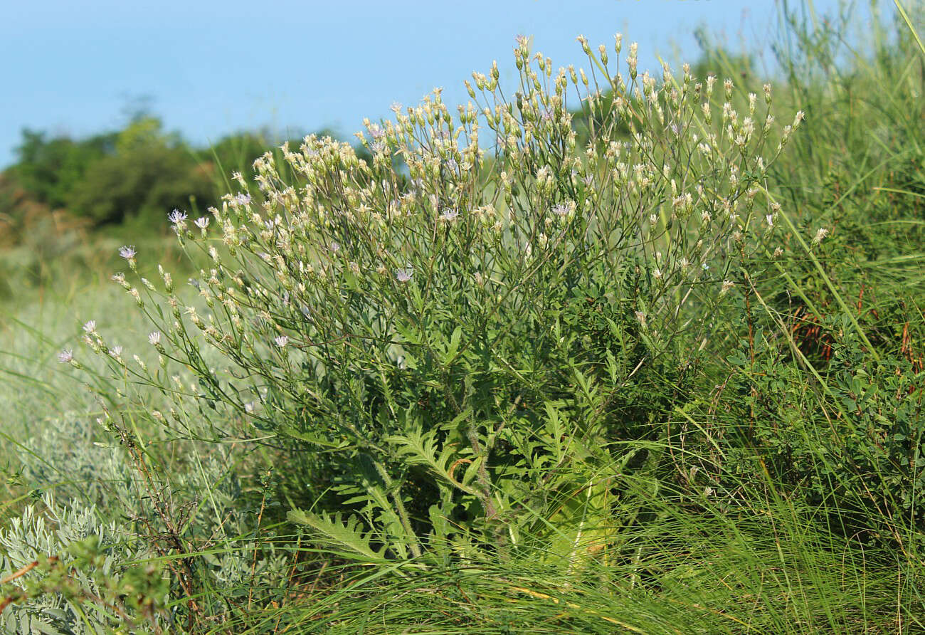 Plancia ëd Klasea erucifolia (L.) Greuter & Wagenitz