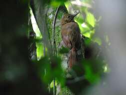 Image of Plain-winged Woodcreeper