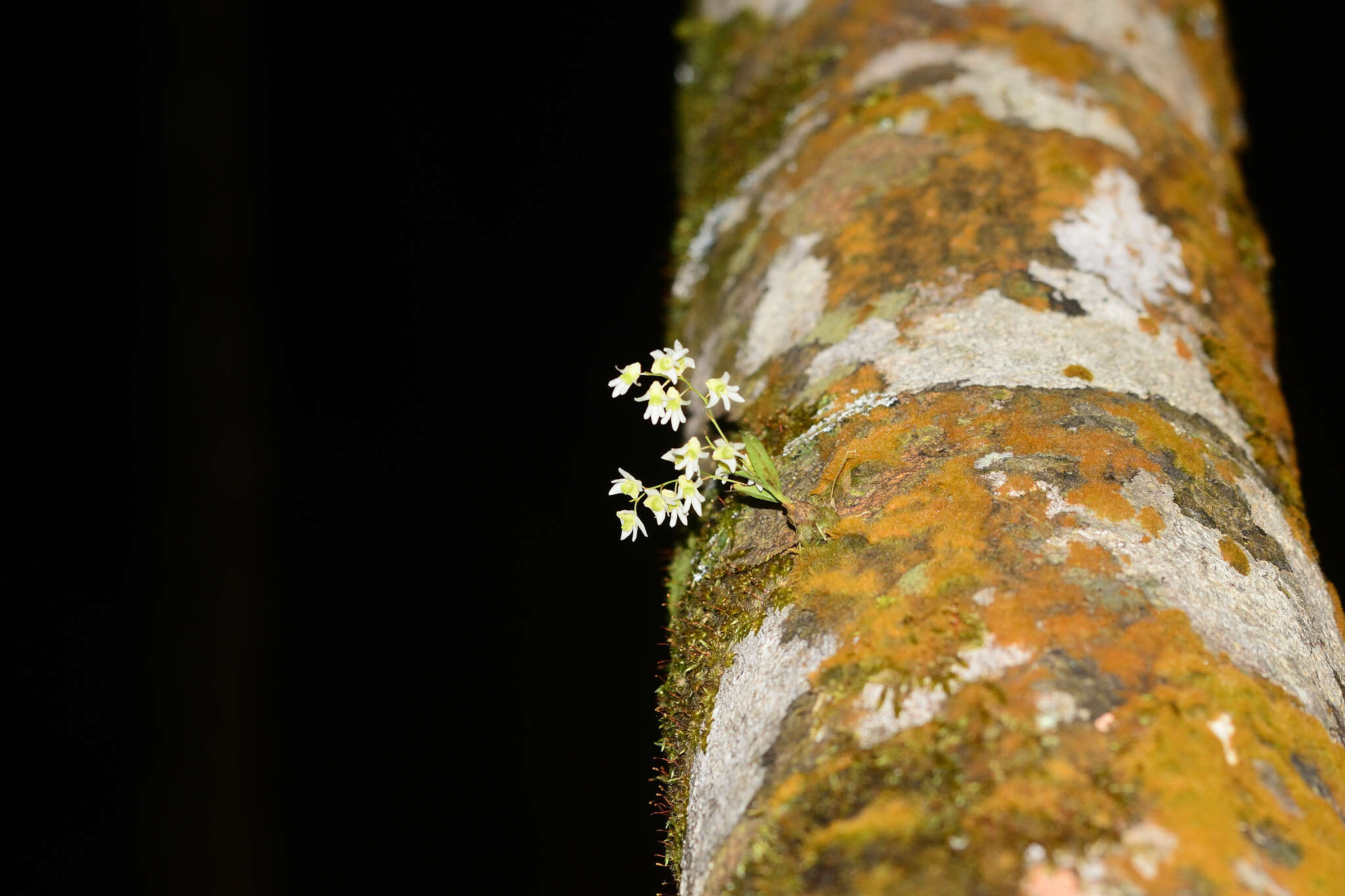 Dendrobium nanum Hook. fil. resmi