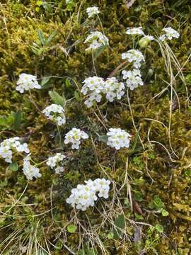 Image of alpine hutchinsia