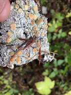 Image of Oregon crabseye lichen