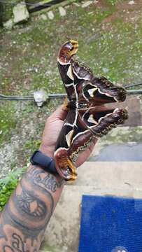 Image of Archaeoattacus edwardsii White 1859