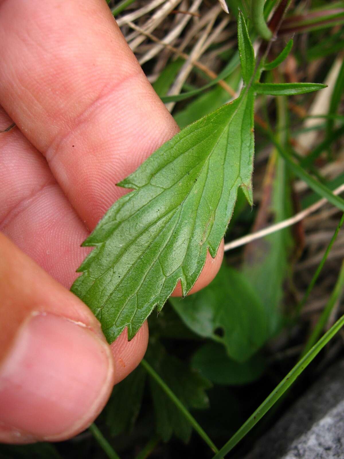 Image of Scabiosa lucida subsp. lucida