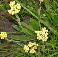 Sivun Helichrysum appendiculatum (L. fil.) Less. kuva