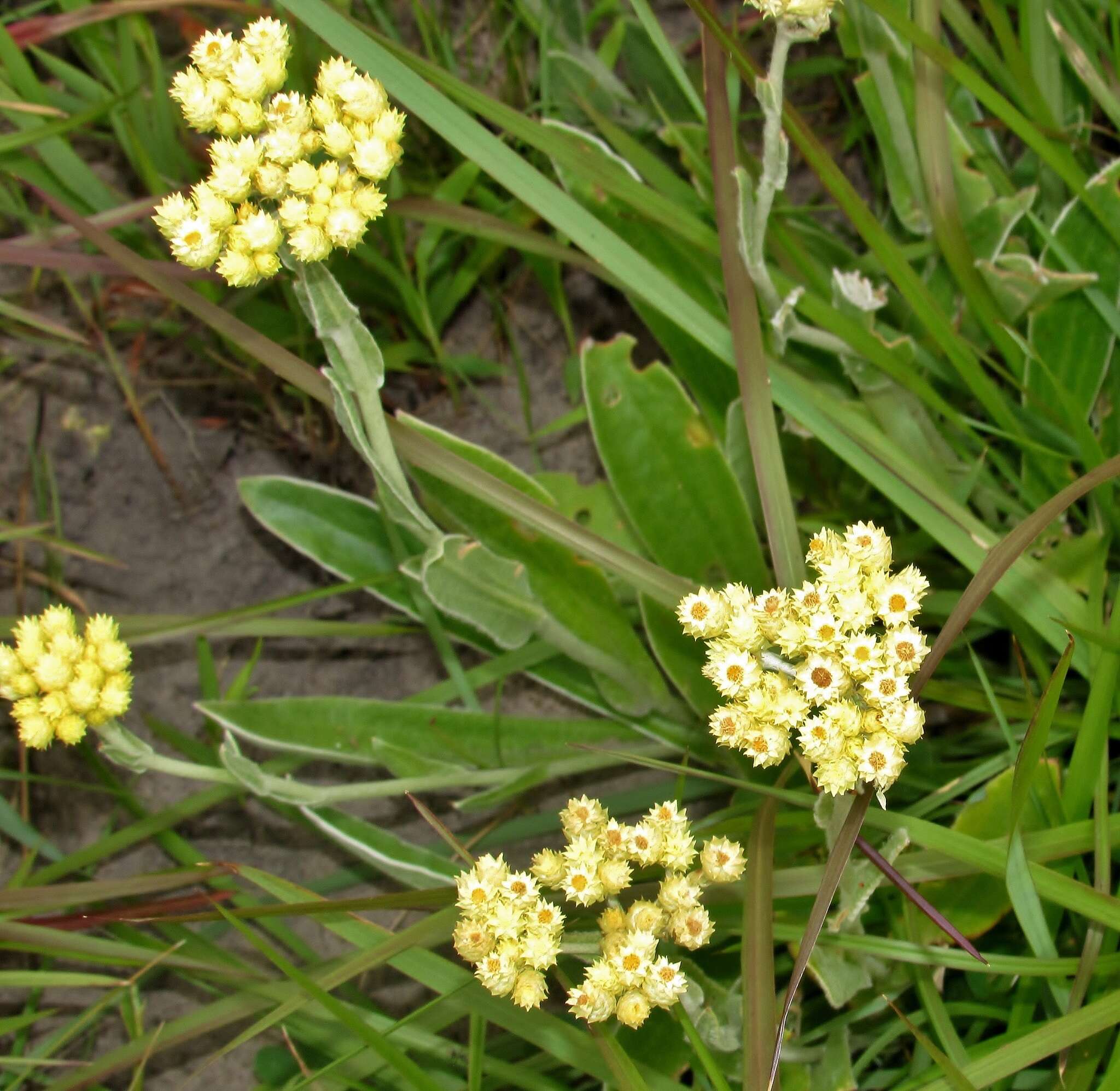 Sivun Helichrysum appendiculatum (L. fil.) Less. kuva