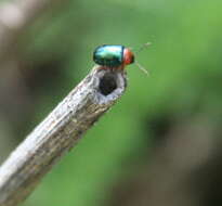 Image of Knotweed Leaf Beetle