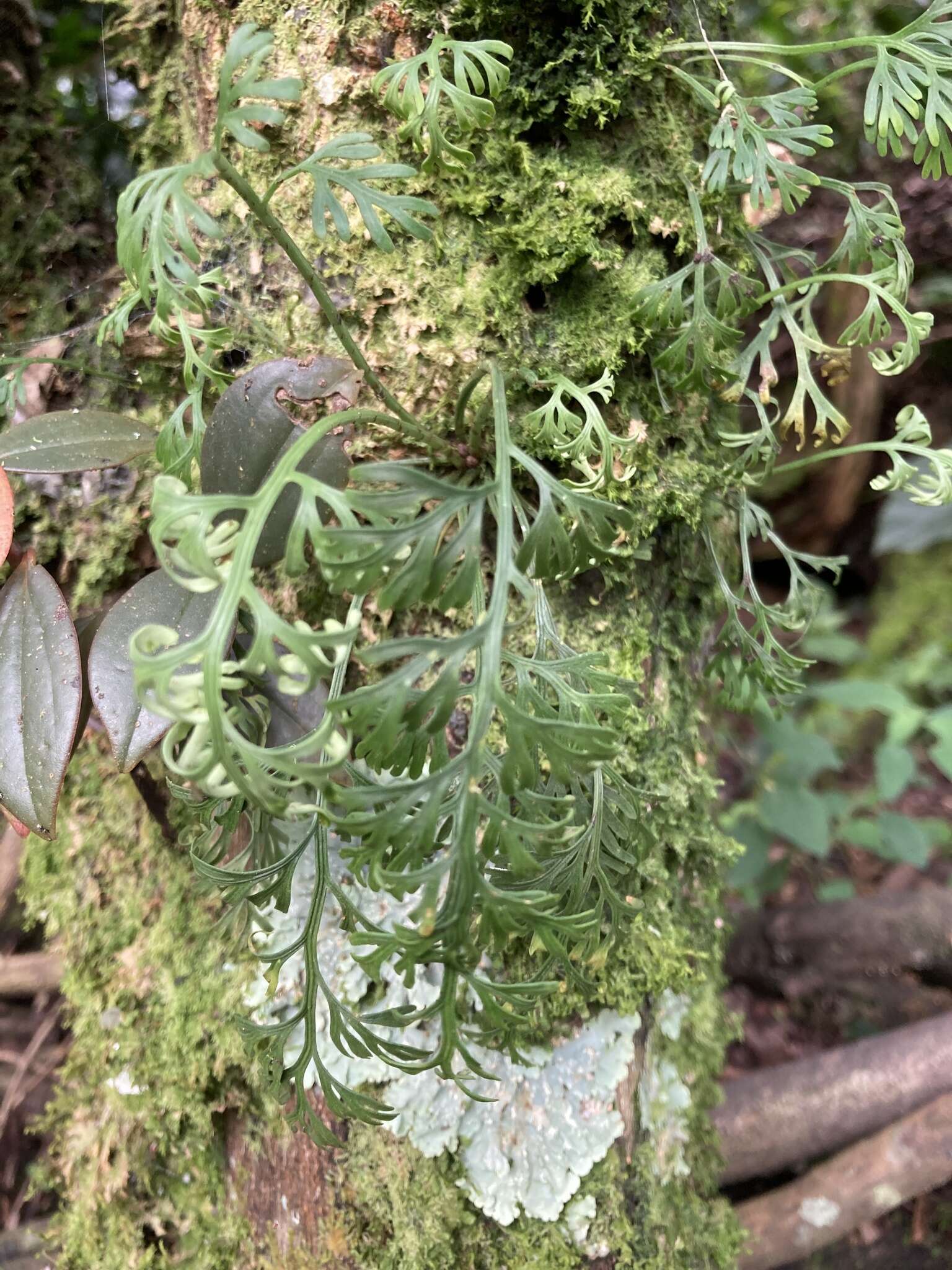 Image of Asplenium theciferum (Kunth) Mett.