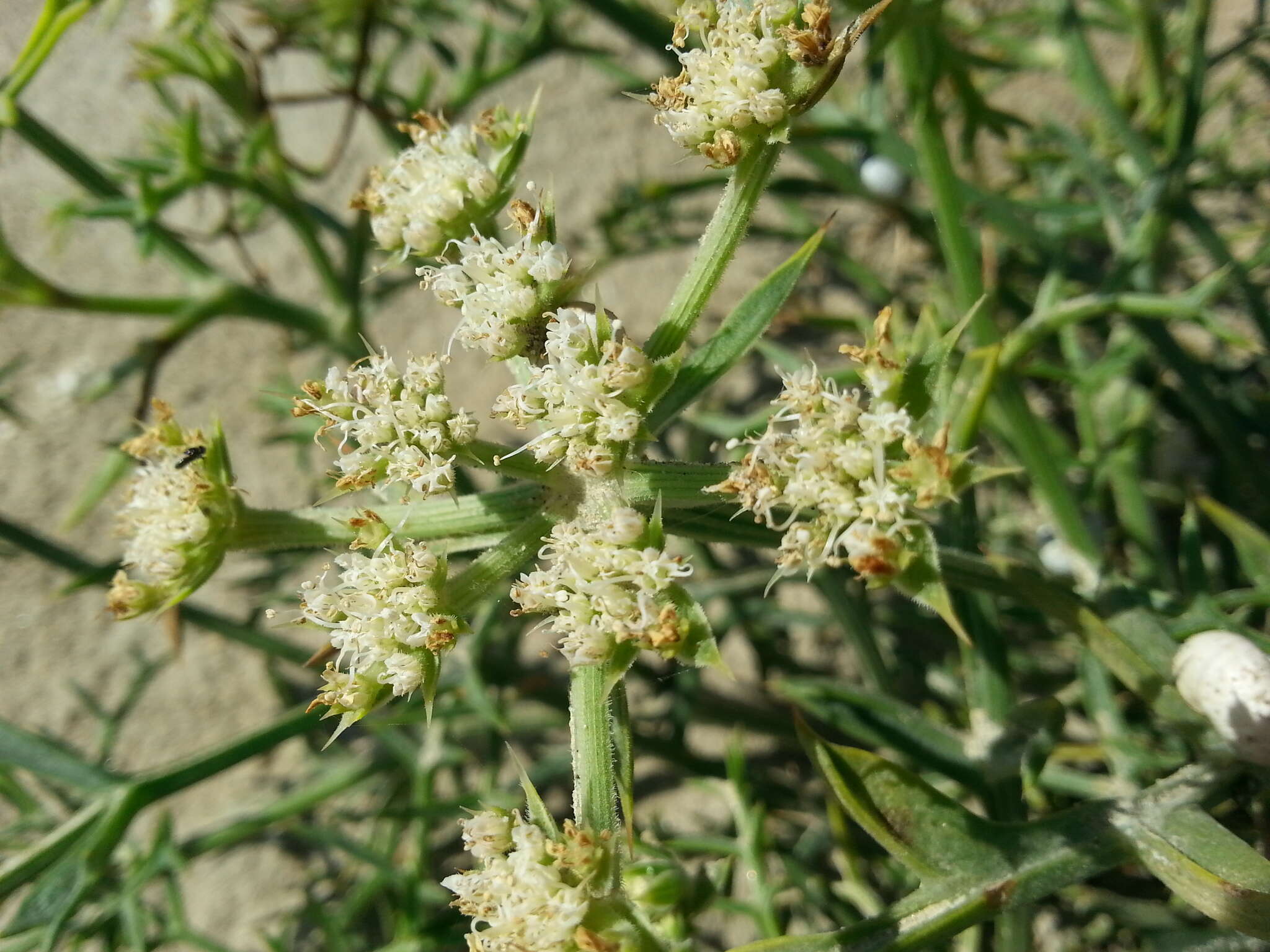 Image de Echinophora spinosa L.